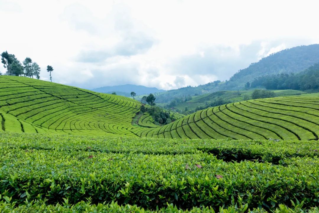 小野的烟弹口味「冷萃茉莉龙井」于茶色中见繁花，一口茉莉龙井，饮尽江南春-电子烟网|悦客|悦刻RELX|柚子yooz|小野|绿萝|非我JVE|福禄flow|魔笛MOTI|火器ammo|