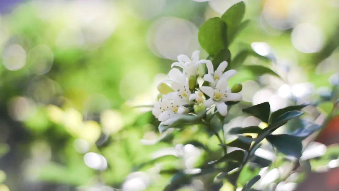 小野的烟弹口味「冷萃茉莉龙井」于茶色中见繁花，一口茉莉龙井，饮尽江南春